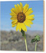 Sunflower By Craters Of The Moon Wood Print