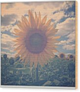 Sunflower Wood Print