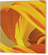 Sunflower Curve Wood Print