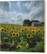 Sunflower Field Wood Print
