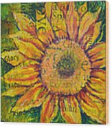 Sunflower Glory Wood Print