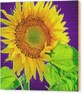 Sunflower Glow Wood Print