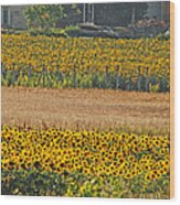 Sunflower Heaven Wood Print