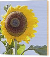 Sunflower In The Blue Sky Wood Print