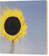 Sunflower Light Rays In The Wind Wood Print