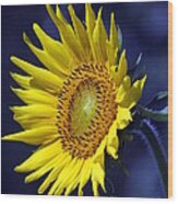 Sunflower On Blue Wood Print