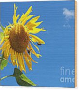 Sunflower Pollination Wood Print