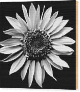 'sunflower Portrait' Wood Print