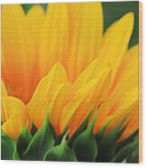 Sunflower Profile Wood Print