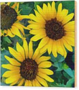Sunflower Trio Wood Print