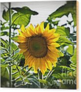Sunflower Vignette Edges Wood Print