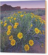 Sunflowers And Buttes Capitol Reef Np Wood Print