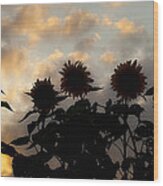 Sunflowers At Sunset Wood Print