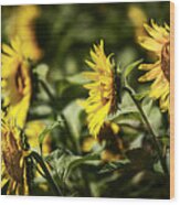 Sunflowers In The Wind Wood Print