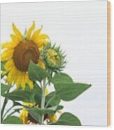 Sunflowers! See Full Gallery: Wood Print