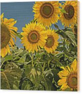 Sunflowers Wood Print