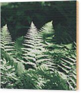 Sunlight And Shadows-algonquin Ferns Wood Print