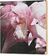 Sunlight On Pink Orchid Wood Print