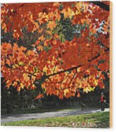 Sunlight On Red Maple Leaves Wood Print