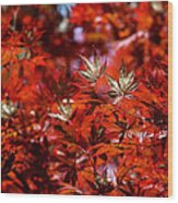 Sunlit Japanese Maple Wood Print