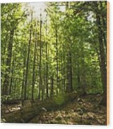 Sunlit Primeval Forest Wood Print