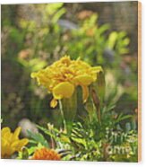 Sunny Marigold Wood Print