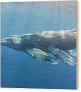 Sunrays On Whales Wood Print