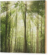 Sunrays Through Treetops Wood Print