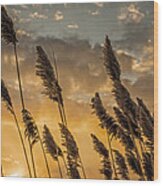 Sunrise Reeds Wood Print