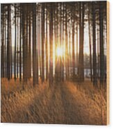 Sunrise Through Pine Forest, Dorset, Uk Wood Print