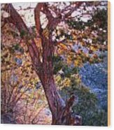 Sunset Colors Of A Juniper Tree Wood Print