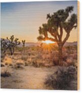 Sunset On The Desert Landscape In Joshua Tree National Park, California Wood Print
