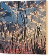 Sunset Through The Grasses Wood Print