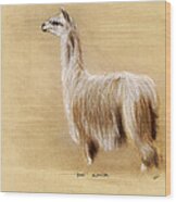 Suri Alpaca Wood Print