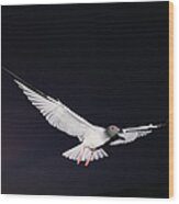 Swallow-tailed Gull Departs At Dusk Wood Print