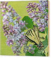 Swallowtail Butterfly Wood Print