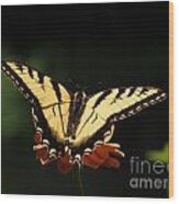 Swallowtail Butterfly Wood Print