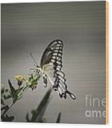 Swallowtail Butterfly Wood Print
