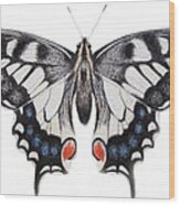 Swallowtail Wood Print