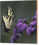 Swallowtail On Purple Wood Print