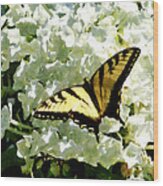 Swallowtail On White Hydrangea Wood Print