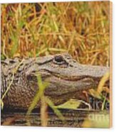 Swamp Gator Wood Print
