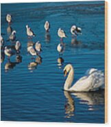 Swan And Seagulls On Frozen Lake Wood Print