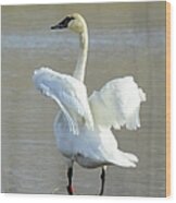 Swan Dance Wood Print