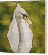 Swan Wood Print