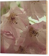 Sweet Cherry Blossoms Wood Print