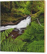 Sweet Creek Ferns Wood Print