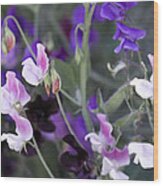 Sweet Pea Collection Wood Print