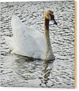 Sweet Swan Swimming Wood Print