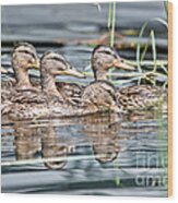 Swimming Quacks Wood Print
